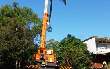 Tree Cutting and Moving