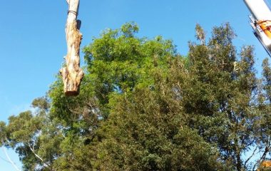Branch Cutting & Moving