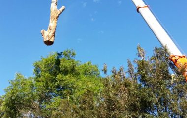Tree Branch Moving