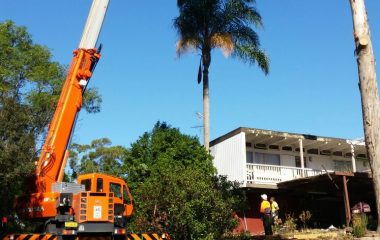Tree Cutting & Moving Services