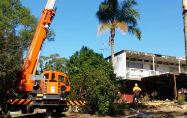 Tree Moving Services