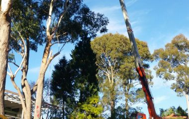 Tree Branchs Sutting Services
