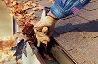 Tree stump removals in Sydney