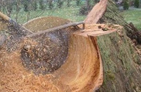 Palm tree removal in Sydney