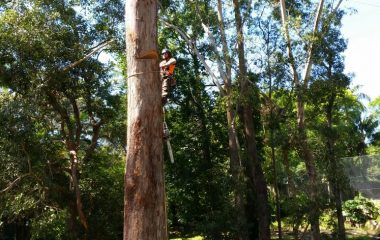 Tree_Services-10