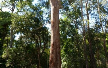 Tree_Services-12