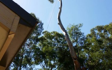 Tree_Services-13