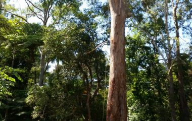Tree_Services-14