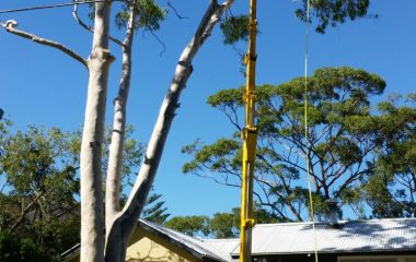 Tree_Services-17