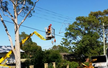 Affordable Tree Cutting Services in Sydney