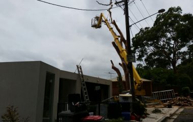 Tree_Services-22