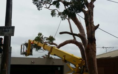 Sydney Tree Cutting Services