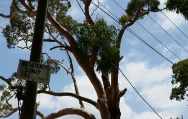 Tree Removal Services