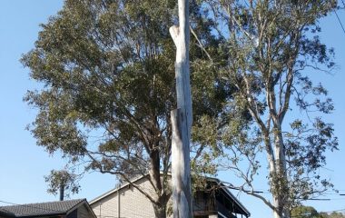 Tree Services Sydney
