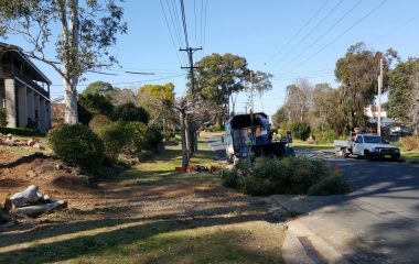Tree Removal Services