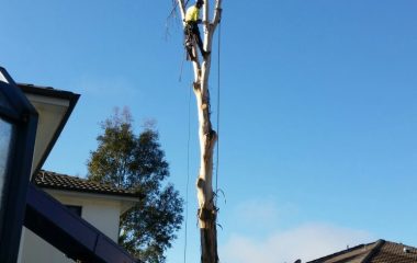 Tree_Services-3