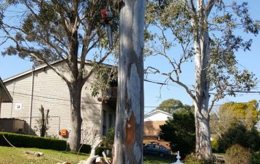 Tree Cutting Services