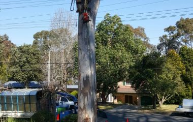 A Man Cutting tree