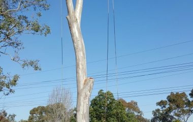 A Man Cutting Tree Branches