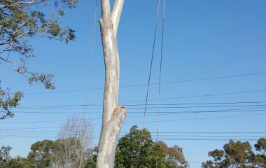 Tree Service