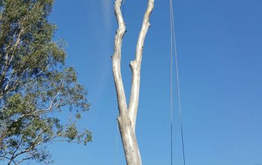 Tree Branch Cutting Services 5