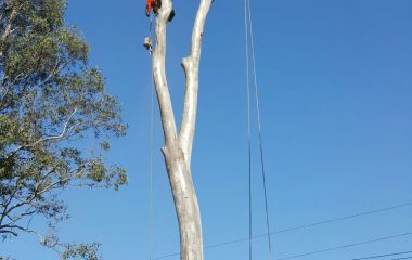 Tree Branch Cutting Services 4