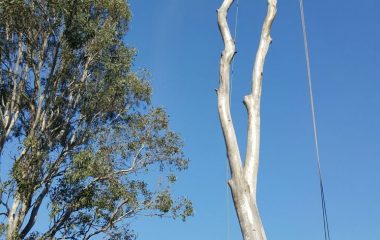 Tree Branch Cutting Services