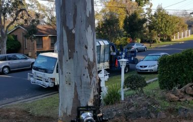 Professional Tree Cutting Services in Sydney