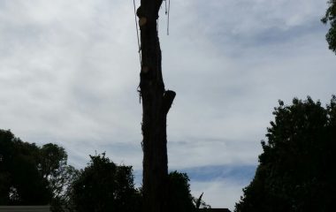 Tree_Services-5