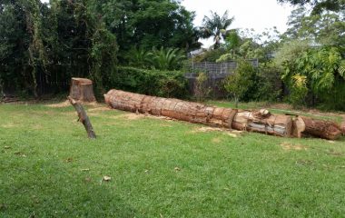 Tree_Services-6