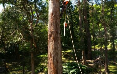 Tree_Services-7