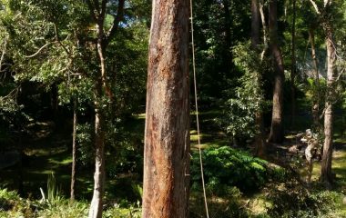 Tree_Services-8
