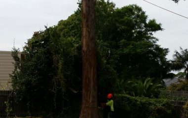 Tree_Services-9