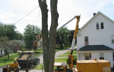 Tree Cutting Sydney Services
