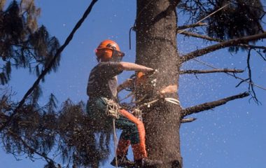Tree Cutting - 3