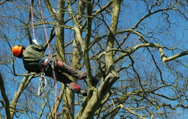 Tree Lopping Services - 6