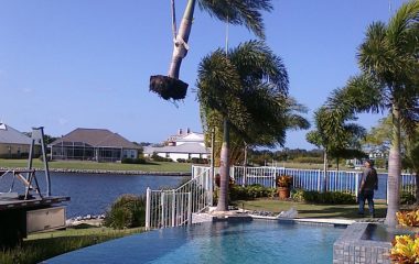 Tree Services - 6