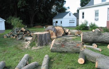 Tree Cutting Experts
