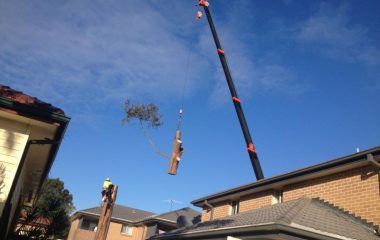 Tree Cutting Services - 6