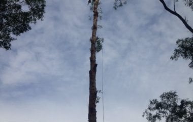 Tree Removal Services - 6