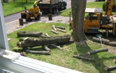 Tree Cutting