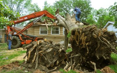 Emergency Tree Removal Services