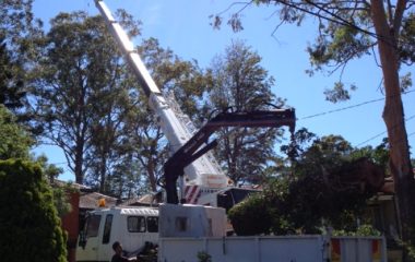 Tree Removal Services - 4