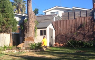 Professional Tree Removal Services