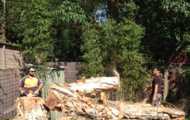 Tree Removal Services - 3