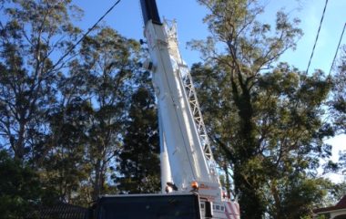 Tree Removal Services - 5
