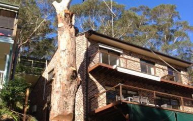 Tree Removal Services - 3