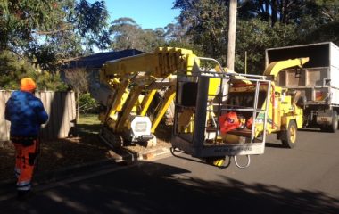 Tree Services - 1