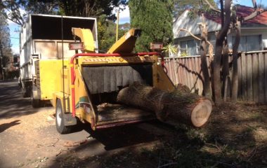 Tree Cutting Services - 1
