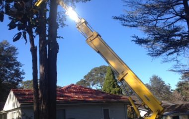 Tree Removal Services - 2